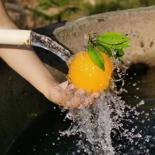 有机认证赣州脐橙5KG左右 商品图2