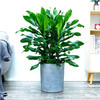 螺纹铁大型室内植物客厅办公室阳台盆栽四季常青吸甲醛绿植 商品缩略图0