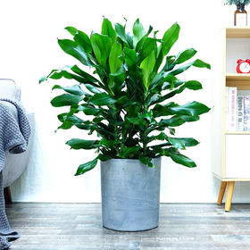 螺纹铁大型室内植物客厅办公室阳台盆栽四季常青吸甲醛绿植