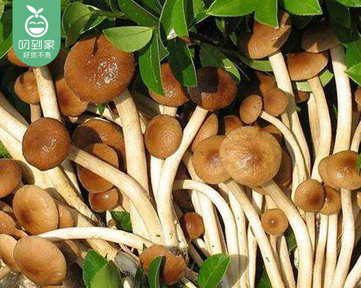 【叼鲜蔬】古田新鲜茶树菇/1份（约220g） 商品图1