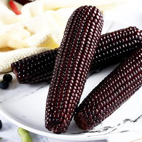 【绿塔黑玉米】5根/10根/20根，富含花青素，绿色食品