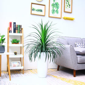 龙须树（高约1米）