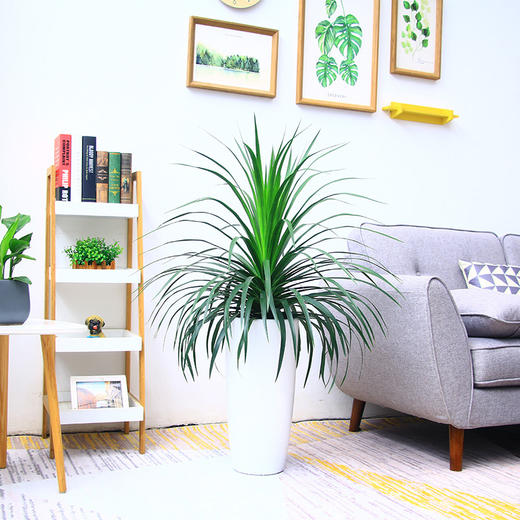 龙须树（高约1米） 商品图0