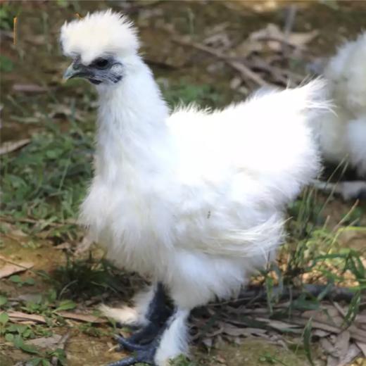 旺鲜汪临泉县单桥镇张老村珍禽组合乌鸡白凤临泉特产2年跑地老母鸡1只+1只滋补乌鸡新鲜现杀京东包邮 商品图3