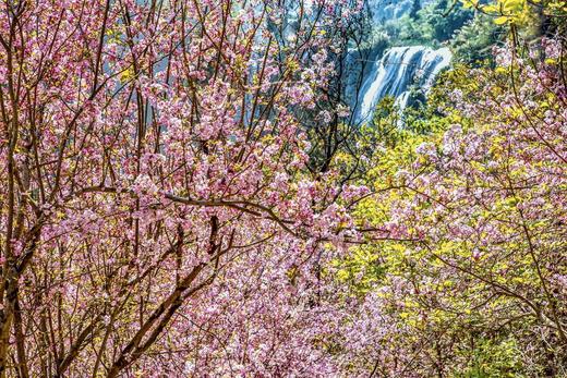 2月25日云南油菜花海B线——元阳•红河撒玛坝梯田•罗平油菜花海六天摄影 商品图12