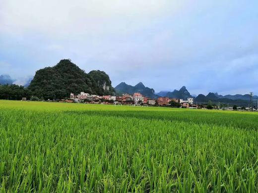 【水西明哥】石潭水西小香粘大米农家不抛光打蜡新米  20斤装 商品图3