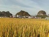 【水西明哥】石潭水西小香粘大米农家不抛光打蜡新米  20斤装 商品缩略图2