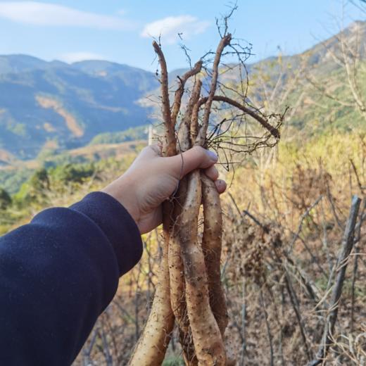 【云南牛尾山药 5斤】| 绵密,软糯,甘甜,云南丽江野生老品种山药,现挖