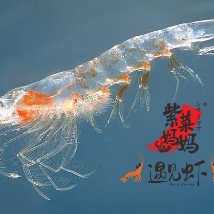 【再送一罐】福建霞浦野生水晶虾皮90g*4罐 商品图3