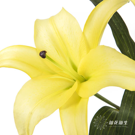 百合 | 黄天霸（易掉头，介意慎拍） 商品图0