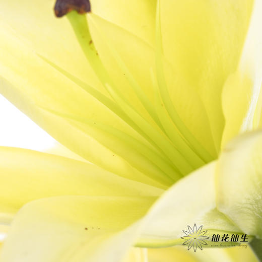 百合 | 黄天霸（易掉头，介意慎拍） 商品图5