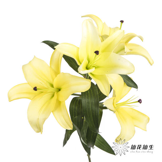 百合 | 黄天霸（易掉头，介意慎拍） 商品图4