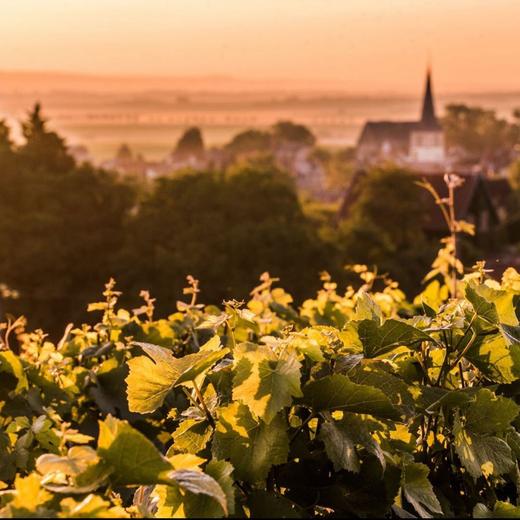 Vilmart & Cie Grand Cellier Rubis Rose Premier Cru 2010 威尔马庄园酒窖粉红香槟 2010 商品图5