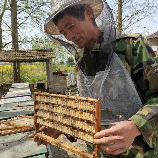 蜂王浆500g左右/罐 需冷冻保存 商品图5