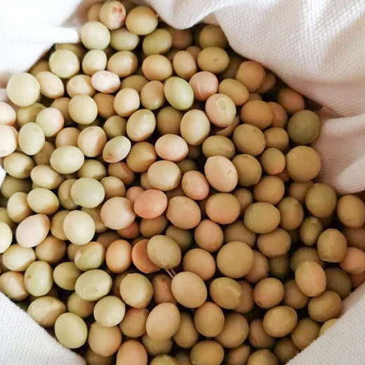 社区团购 自然农法种植 绿毛豆、黄豆  5斤/袋 商品图0