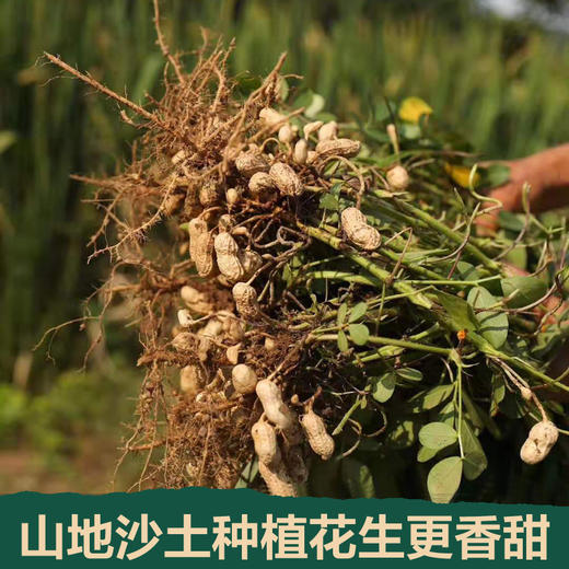 黑衣花生 带壳 云南老品种 山地种植 商品图4