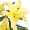 百合 | 黄天霸（易掉头，介意慎拍） 商品缩略图1