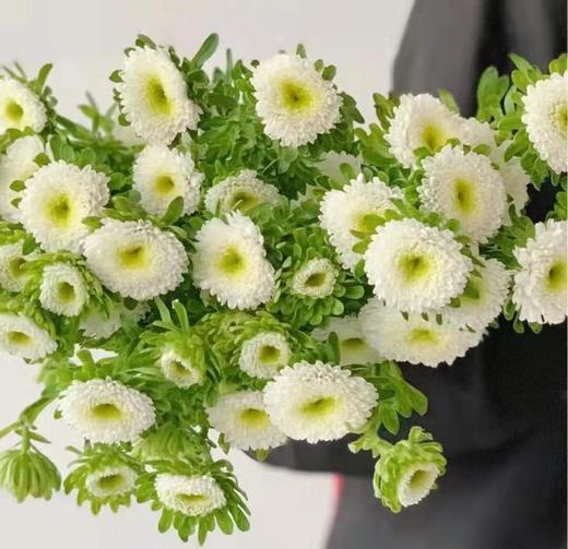 【读本鲜花】翠菊1扎36元 (下单请备注颜色)