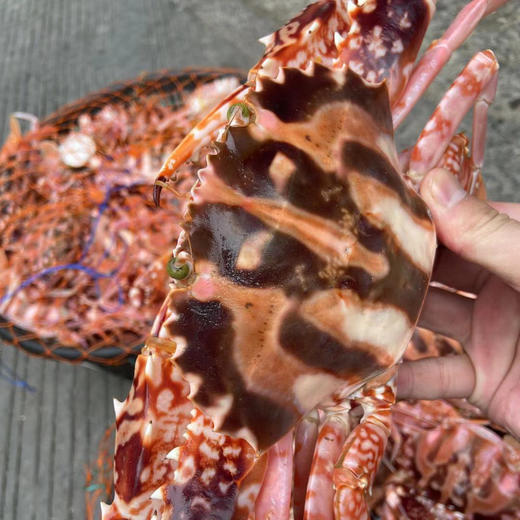 〔象山码头直发包邮17〕码头海鲜野生梭子蟹/鲳鱼/带鱼/深海黄鱼/野生花蛤/海钓鲷鱼/红膏青蟹/芒种虾皮/带膏小管/泥蛏子/斑节虾/翡翠鲍鱼/章鱼/琵琶虾/皮皮虾/小船红虾/墨鱼干 商品图10