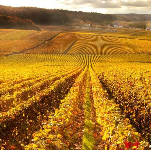 Vilmart & Cie Grand Cellier Rubis Rose Premier Cru 2010 威尔马庄园酒窖粉红香槟 2010 商品图1