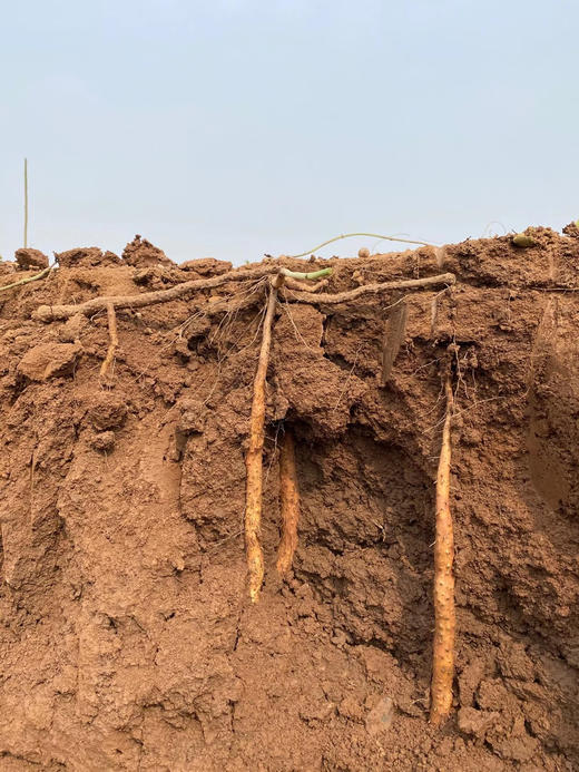 【产地顺丰直发】中国地理标识产品，正宗河南焦作温县垆土铁棍山药五斤装 商品图6