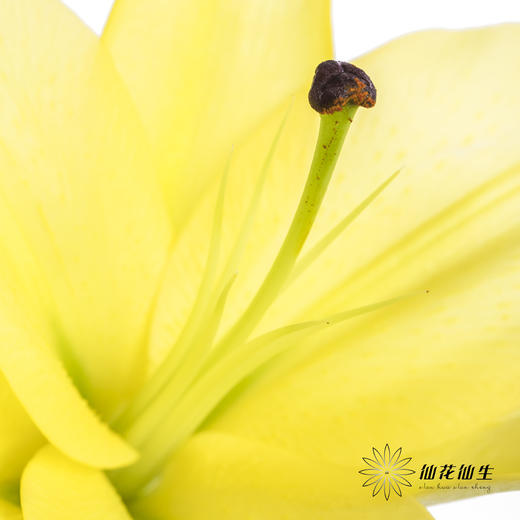 百合 | 黄天霸（易掉头，介意慎拍） 商品图2