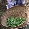 【小荒田】 临沧茶“新贵”，当地重金打造的下一个冰岛”！ 商品缩略图10