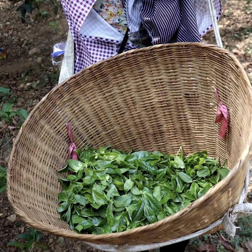 【小荒田】 临沧茶“新贵”，当地重金打造的下一个冰岛”！ 商品图10