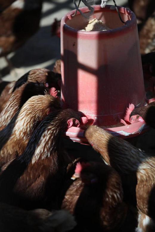 【正宗散养溜达有机食蔬喂养大公鸡】【当日杀当天发货】 商品图4