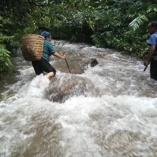 2021【铜箐河黄金叶】这样的高货茶品，喝点黄金叶也是件很满足的事 商品图3