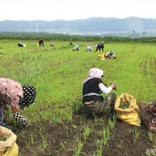 社区团购 自然农法种植 绿毛豆、黄豆  5斤/袋 商品图2