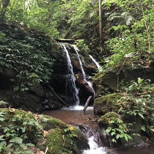 2021【铜箐河黄金叶】这样的高货茶品，喝点黄金叶也是件很满足的事 商品图10