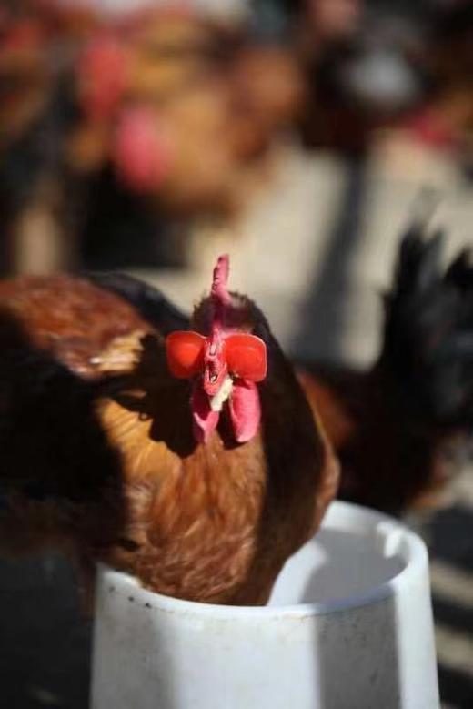 【正宗散养溜达有机食蔬喂养大公鸡】【当日杀当天发货】 商品图9