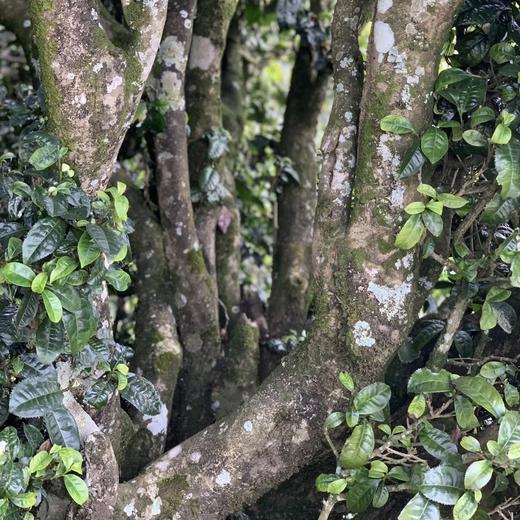 【小荒田】 临沧茶“新贵”，当地重金打造的下一个冰岛”！ 商品图11