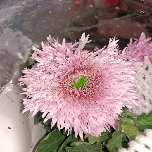 【面包菊】粉色 约9-10支/扎 商品图1