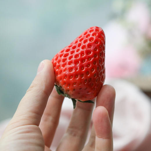 丹东东港99红颜草莓只采头茬果现摘现发限量供应顺丰空运运费包邮 商品图4