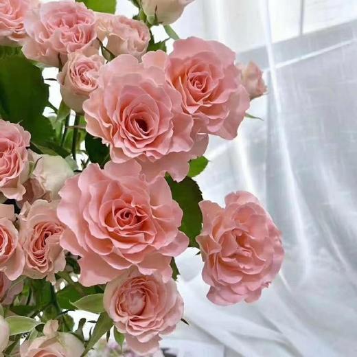 【多头玫瑰】人鱼公主多头玫瑰,粉嫩的花瓣,迷人的波浪边,是公主没错