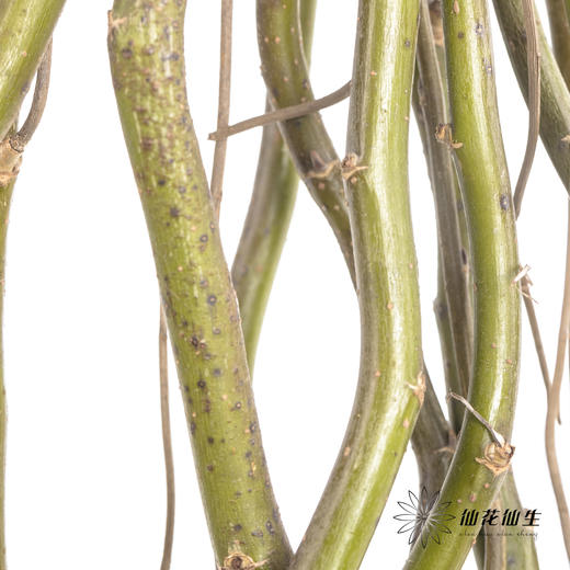 叶材 | 龙柳「季节原因会萌发新芽,介意慎拍」 商品图4