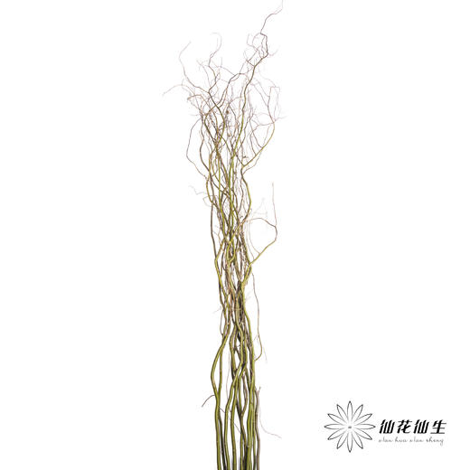 叶材 | 龙柳「季节原因会萌发新芽,介意慎拍」 商品图5