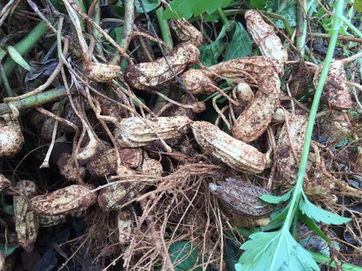 ｜生态｜七彩花生及花生米 黑花生 彩花生 商品图4