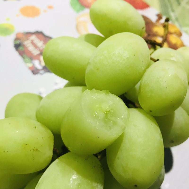 秋天脆爆炸青提一件约5斤 脆清甜多汁