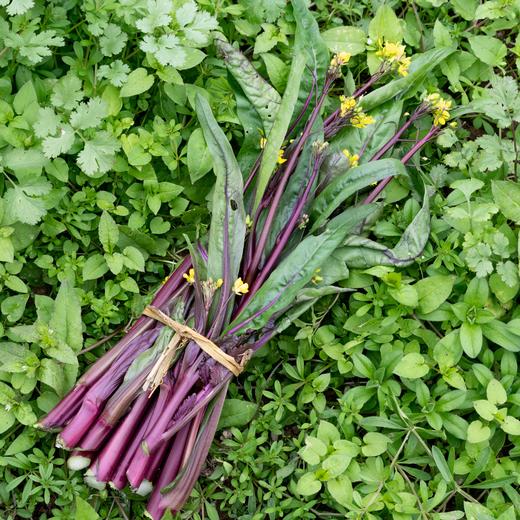 红菜薹（tái) 商品图0