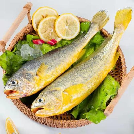 满2件减20元【深海有机大黄鱼】深海仿野生养殖，蒜瓣肉，细嫩鲜美，无腥味 商品图1