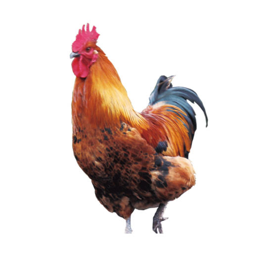 活鸡（宰杀）【1个】约2kg左右 商品图1