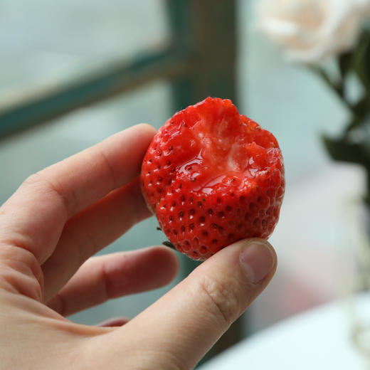 丹东东港99红颜草莓只采头茬果现摘现发限量供应顺丰空运运费包邮 商品图5