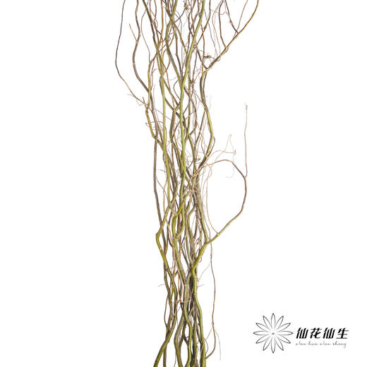 叶材 | 龙柳「季节原因会萌发新芽,介意慎拍」 商品图1