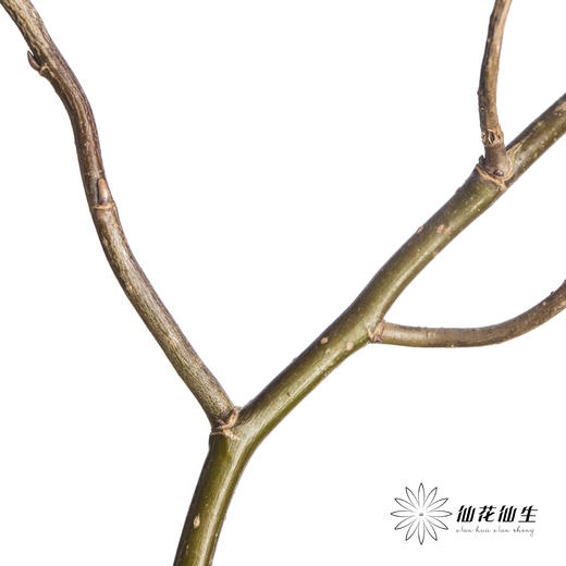 叶材 | 龙柳「季节原因会萌发新芽,介意慎拍」 商品图3