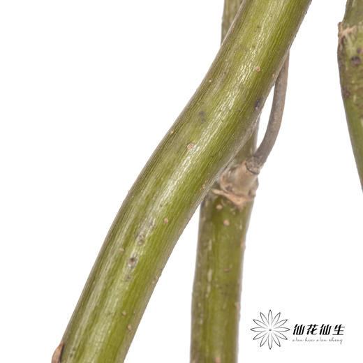 叶材 | 龙柳「季节原因会萌发新芽,介意慎拍」 商品图2