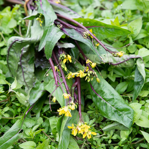 红菜薹（tái) 商品图2