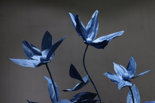 尖叶兰【运费自理】 商品图3